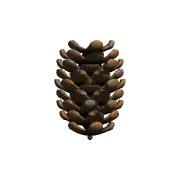 Pine cone