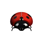 Ladybird