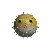 Pufferfish